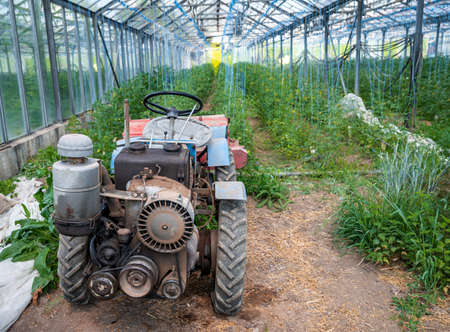 small old tractor in a greenhouse on a farm to help with the cultivation of fruits and vegetablesの写真素材