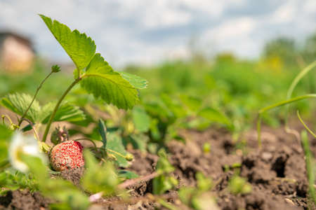 strawberries ripening in the sun in a field on an organic farm, healthy fruit without chemicals. copy spaceの写真素材