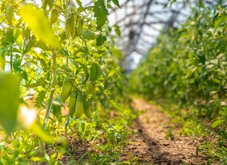 ripening in the sun peppers on an organic farm, healthy nutrition, farm products. copy spaceの写真素材