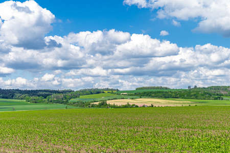 landscape view, green plants and blue sky with clouds