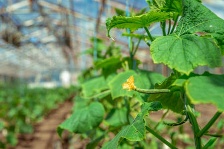 growing organic cucumbers without chemicals and pesticides in a greenhouse on the farm, healthy vegetables with vitaminsの写真素材