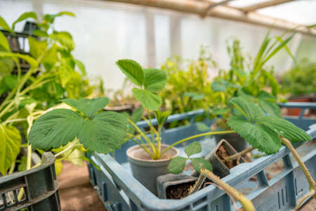 strawberry seedlings in a greenhouse on an organic farmの写真素材