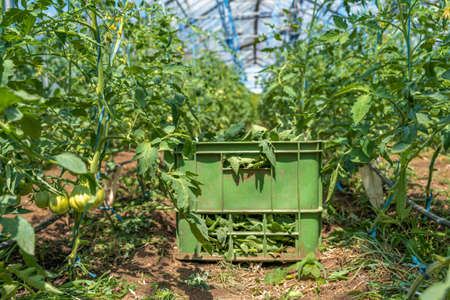 weeds and grass in a crate in a greenhouse after cleaningの写真素材