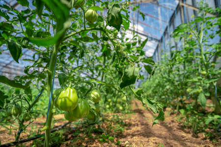 green tomatoes in a greenhouse ripen in the sun on the farmの写真素材