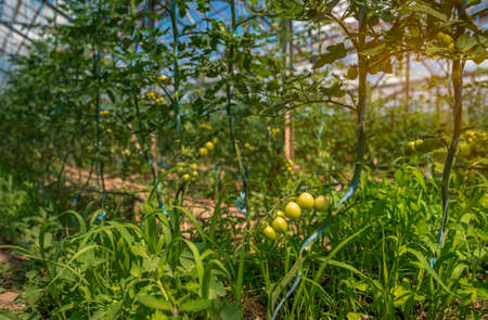 organic tomatoes ripening in a glass, vegetables without chemicals.
