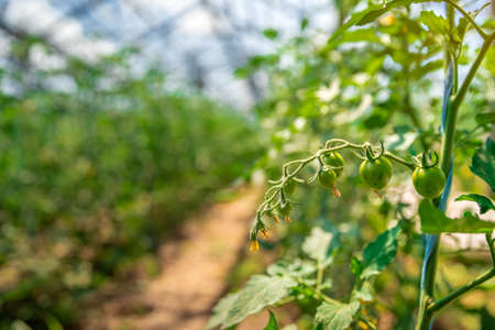 organic tomatoes ripening in a glass, vegetables without chemicals.の写真素材
