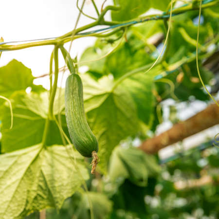 green cucumbers growing in a greenhouse on the farm, healthy vegetables without pesticide, organic productの写真素材