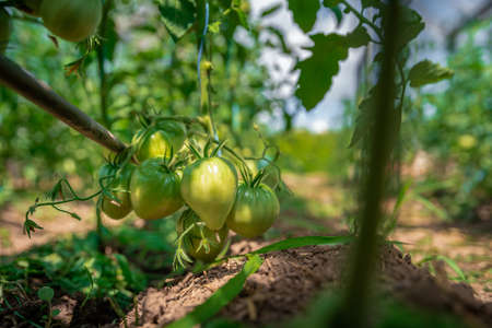 ripening green tomatoes in a greenhouse on an organic farm. healthy vegetables full of vitaminsの写真素材