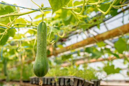 cucumbers growing in a greenhouse, healthy vegetables without pesticide, organic product. copy spaceの写真素材