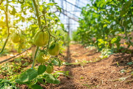 green tomatoes in a greenhouse ripen in the sun on the farm