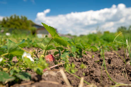 flowering strawberry plant in the field on an organic farm. copy spaceの写真素材