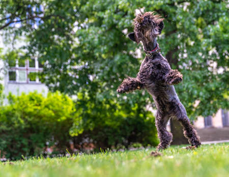 dog catching a pine cone in the air.の写真素材