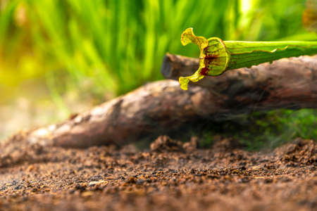carnivorous buttercup plants at morning fog in the jungleの写真素材