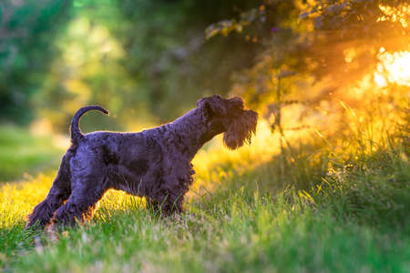 Dog walking through the woods at sunset