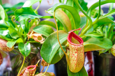 Nepenthes ampullaria, a carnivorous plant in a botanical gardenの写真素材