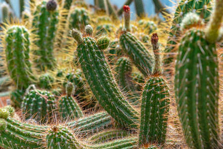 TRICHOCEREUS MACROGONUS in a greenhouse in the botanical garden
