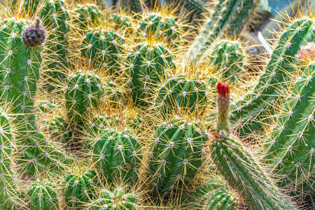 TRICHOCEREUS MACROGONUS in a greenhouse in the botanical garden