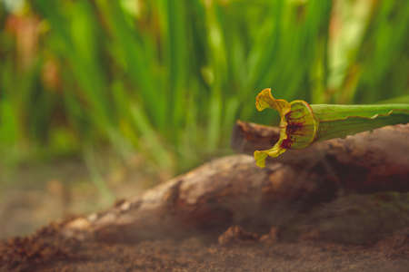 carnivorous buttercup plants at morning fog in the jungle