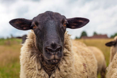 portret of sheep on pasture in a meadow on a farmの写真素材
