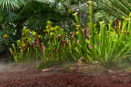 Nepenthes carnivorous plants in the morning mist in the rain forestの写真素材