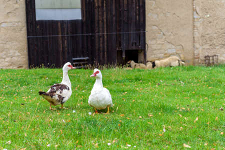 geese on a pasture on a farm in the villageの写真素材