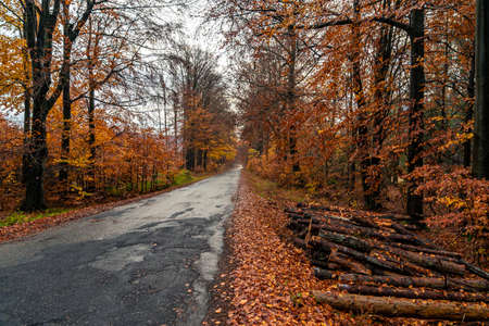 asphalt road in the orange autumn forestの写真素材