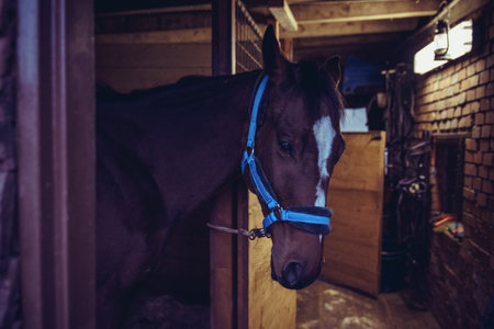 young riding horse in the stableの写真素材