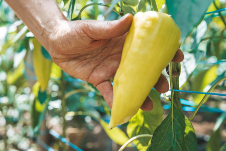 yellow peppers grown in a greenhouse on an organic farmの写真素材