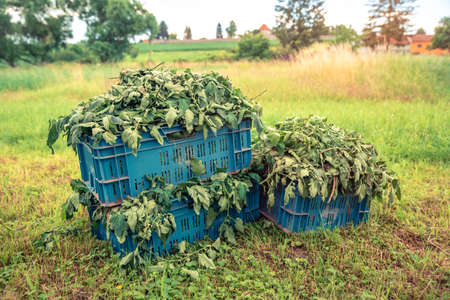 weeds in crates in a field on a farm