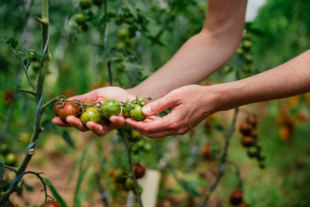 Ripe tomatoes in organic quality in a greenhouse on the farm