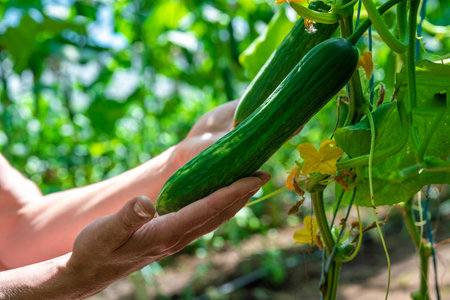 green cucumbers grown in a greenhouse on an organic farmの写真素材