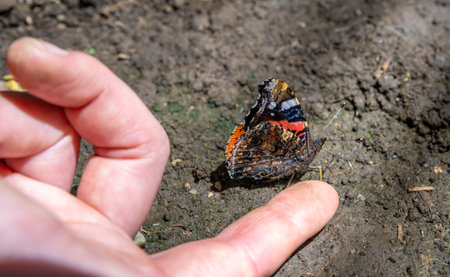 butterfly on a womans hand in a nature reserve