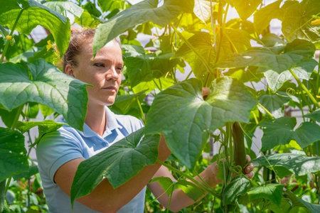 harvested cucumber on an organic farm in a greenhouseの写真素材