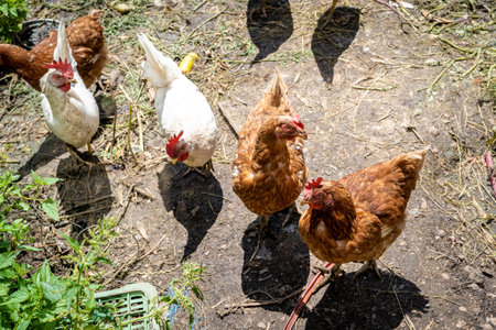 hen and rooster in the paddock at the farm yardの写真素材
