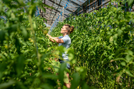 farmer takes care of tomatoes in a greenhouse on the farm