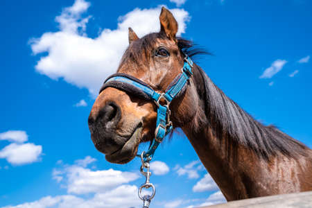 portret of a horse on a farm with blue sky in the backgroundの写真素材