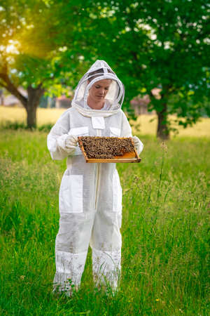 woman with a wax frame with bees in beekeepingの写真素材