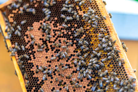 wax frame in bee hive, honey production