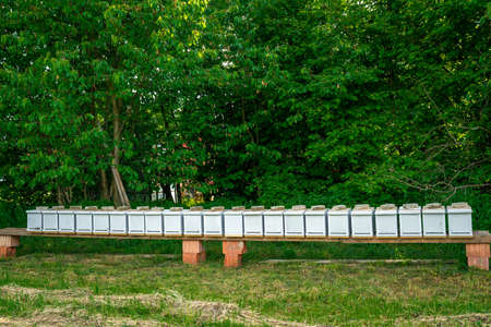 apiary of wood with a bees on a greenfield site for honey production