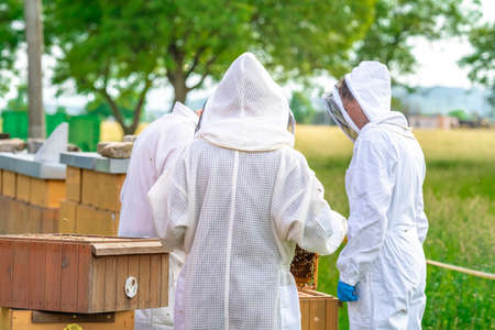 Beekeeper inspects bees in a protective suitの写真素材