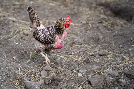 plucked hen at the farm yardの写真素材