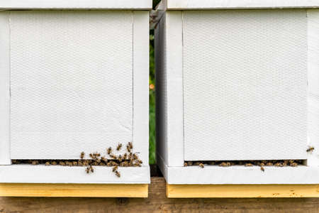 bees entering the white hiveの写真素材