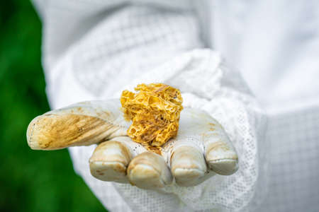 beeswax in the hands of the beekeeperの写真素材