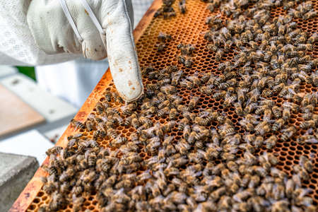 beekeepers inspect bees on a wax frame in a beekeeping