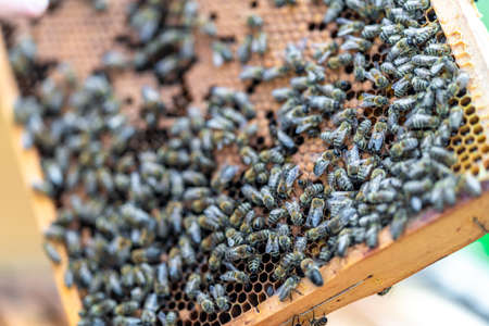 wax frame in bee hive, honey production