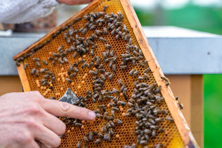 beekeepers inspect bees on a wax frame in a beekeeping