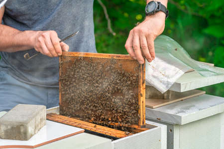 beekeepers inspect bees on a wax frame in a beekeeping