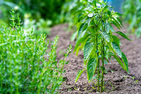 pepper plant in the farm gardenの写真素材