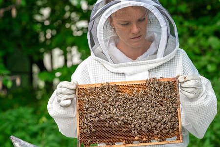woman with a wax frame with bees in beekeeping