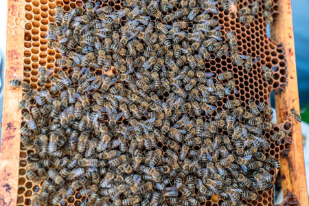 wax frame in bee hive, honey production